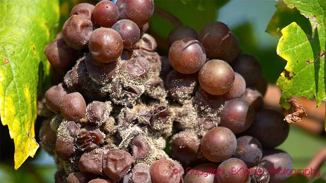Black-rot in southern France | BKWine Magazine |