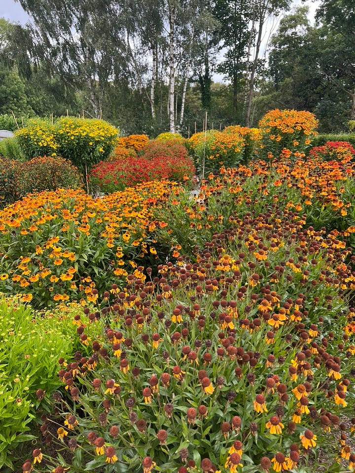 Helenium RHS trial