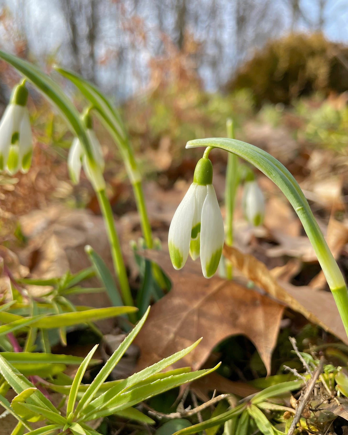 Galanthus ‘Viridapice’ among the old Penstemon foliage in the Cottage Garden.
