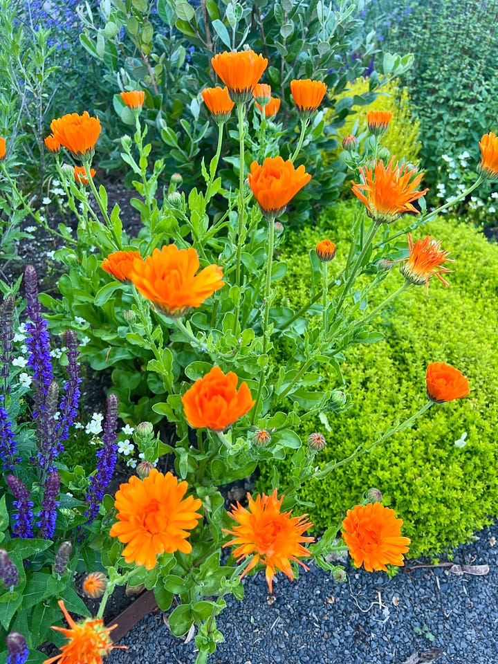 Photos of calendula in an Portland, Oregon edible landscape