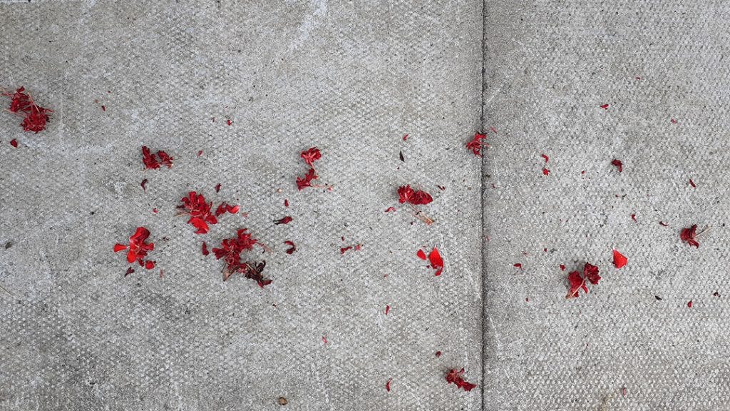 petals scattered across paving