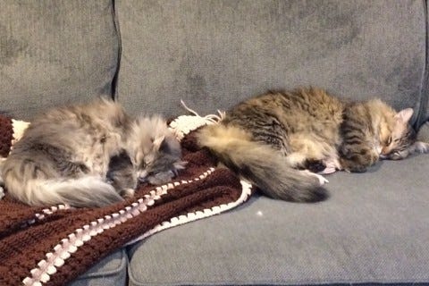 Napping Line Raising Young Kittens Napping Line Raising Young Kittens