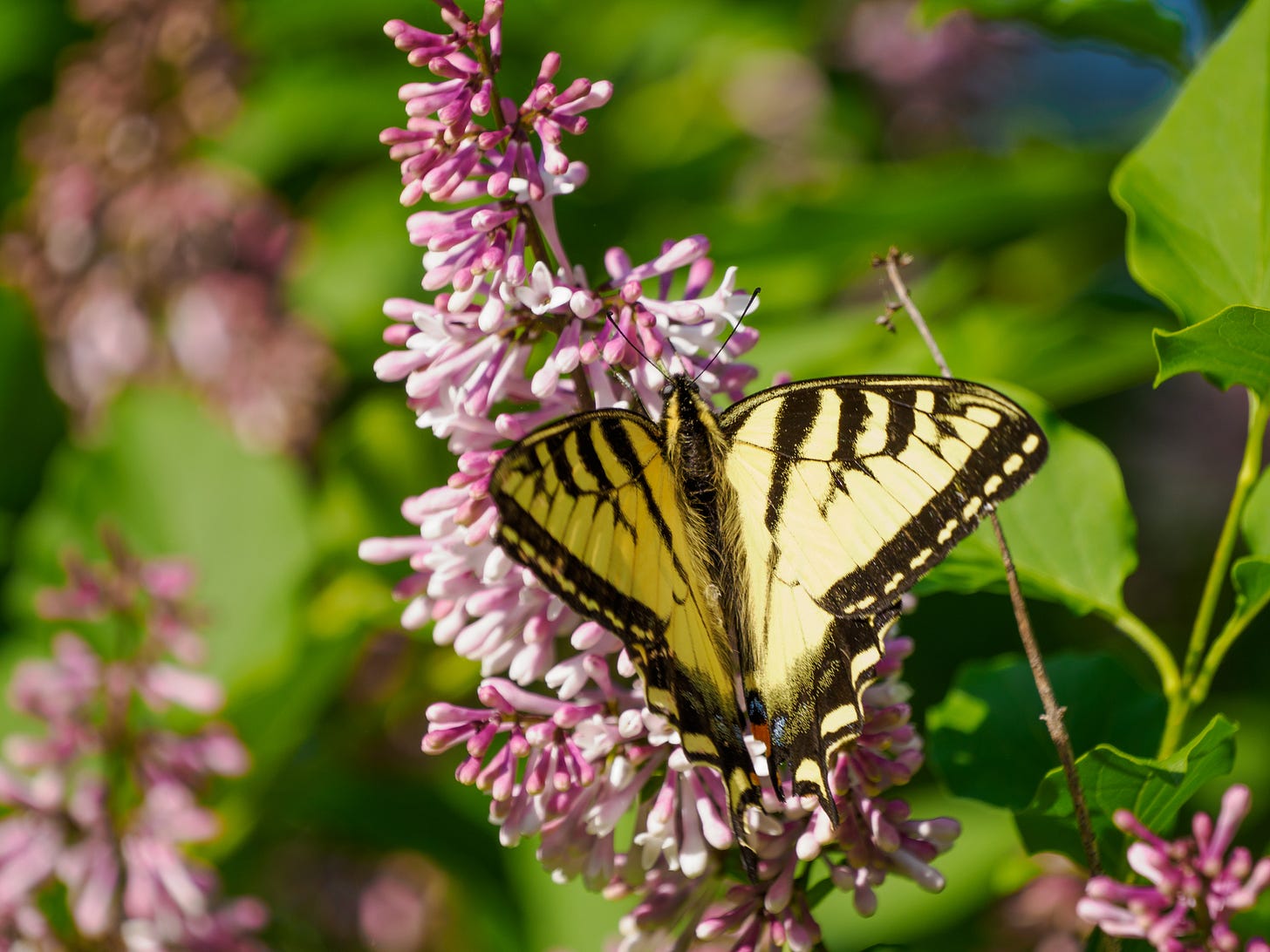 Eastern Tiger Swallowtail
