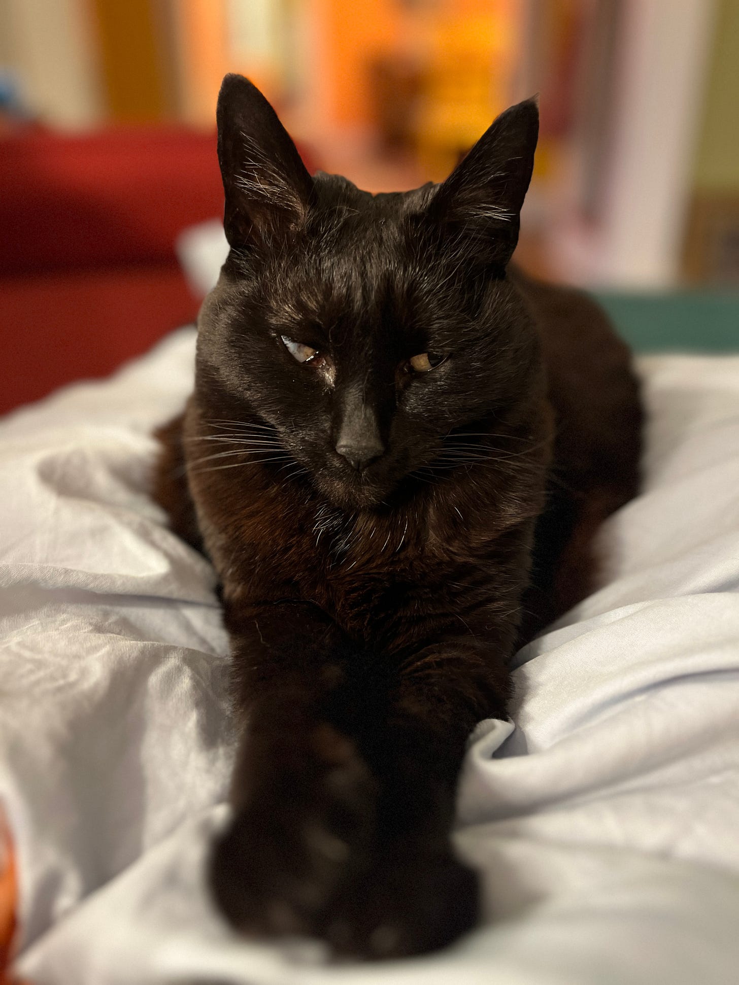 Front view of a black cat with one wonky eye, looking very dignified and perhaps, mildly sympathetic