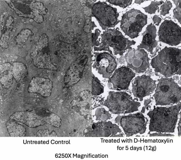 treated with d-hematoxylin