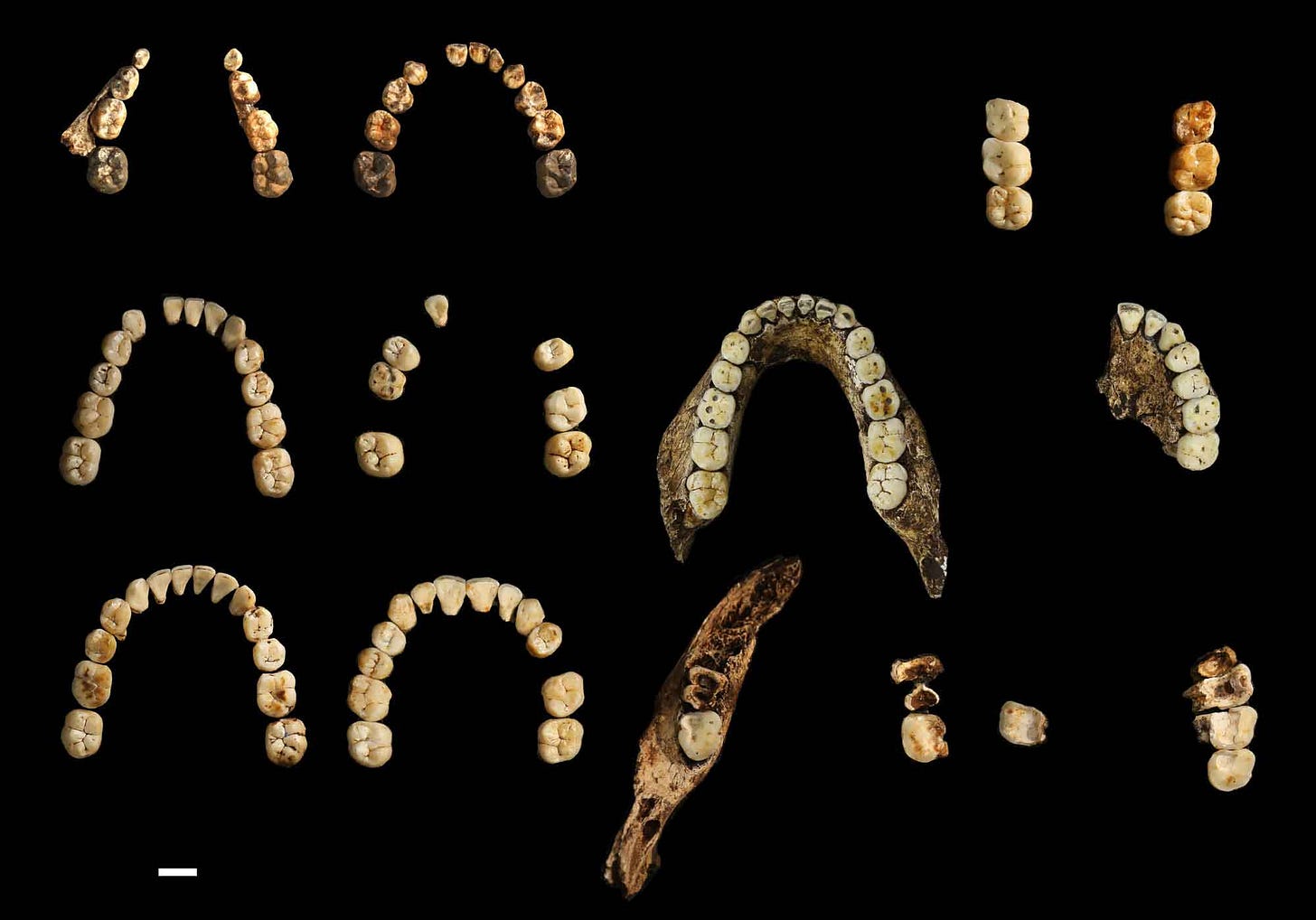 Six upper and lower dentitions of Homo naledi in occlusal view