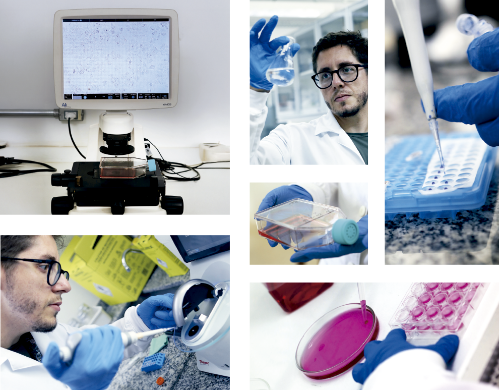 Esta colagem de seis fotografias retrata um ambiente de laboratório biológico, com foco em processos de cultura celular e análise microscópica. As imagens mostram um pesquisador de jaleco branco, óculos e luvas azuis manipulando frascos de cultura com meio líquido avermelhado, utilizando pipetas de precisão para transferir amostras em placas de múltiplos poços e observando resultados em um microscópio digital moderno, que exibe células em um monitor. O conjunto visual enfatiza o rigor técnico e a precisão científica, utilizando uma paleta de cores dominada pelo branco do laboratório, o azul das luvas e o rosa/magenta das soluções químicas. Esta colagem de seis fotografias retrata um ambiente de laboratório biológico, com foco em processos de cultura celular e análise microscópica. As imagens mostram um pesquisador de jaleco branco, óculos e luvas azuis manipulando frascos de cultura com meio líquido avermelhado, utilizando pipetas de precisão para transferir amostras em placas de múltiplos poços e observando resultados em um microscópio digital moderno, que exibe células em um monitor. O conjunto visual enfatiza o rigor técnico e a precisão científica, utilizando uma paleta de cores dominada pelo branco do laboratório, o azul das luvas e o rosa/magenta das soluções químicas.