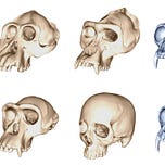 Anthropology.net