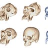 Anthropology.net