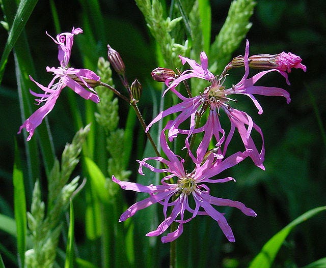Lychnis flos-cuculi aka Ragged-robin Lychnis flos-cuculi aka Ragged-robin