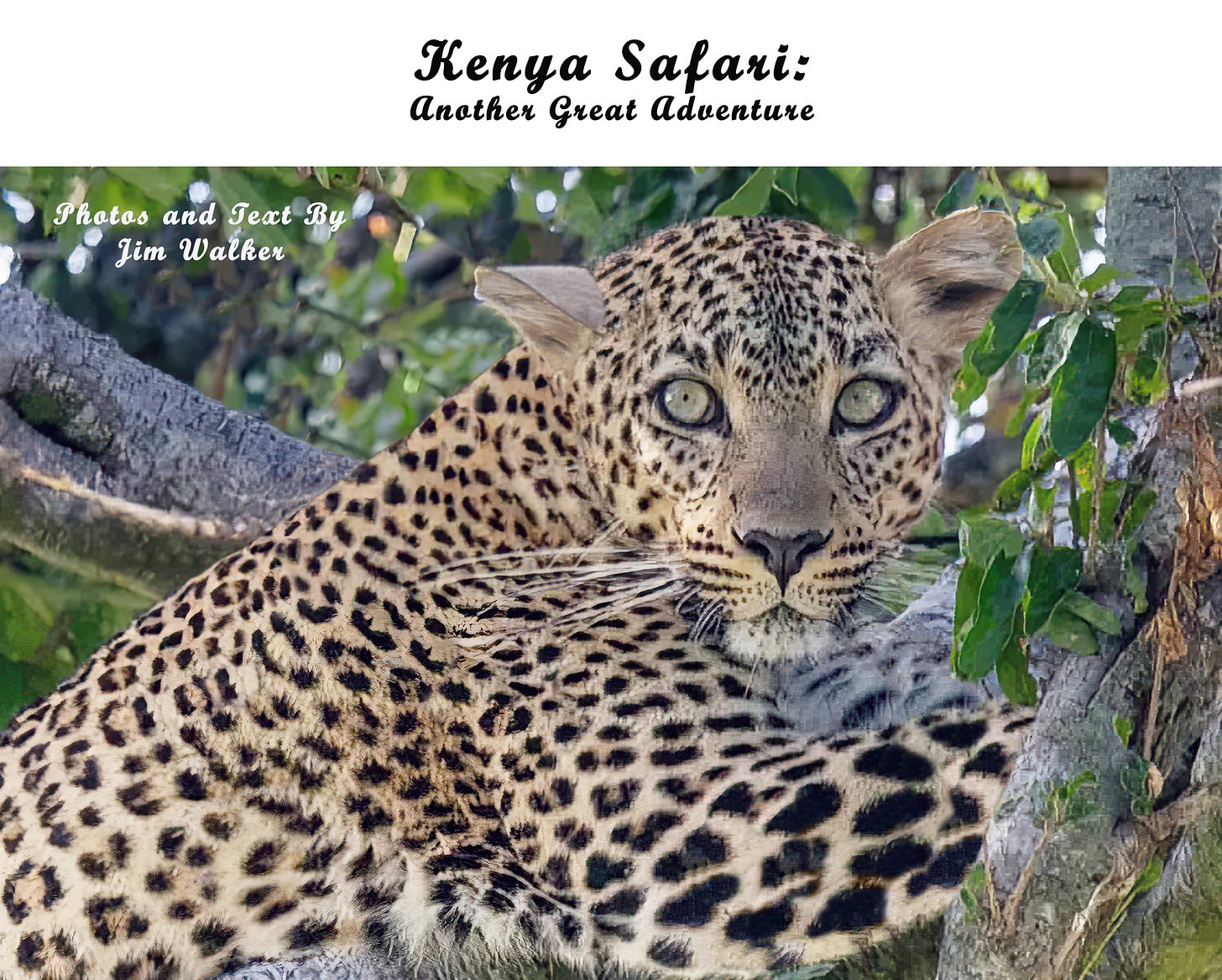 The Maasai Mara - by Jim Walker - Jim’s Substack