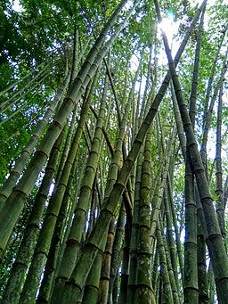 orangpelupa, CC BY 4.0 <https://creativecommons.org/licenses/by/4.0>, via Wikimedia Commons