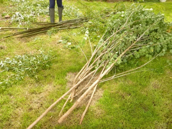 Stems of cramp bark on the ground