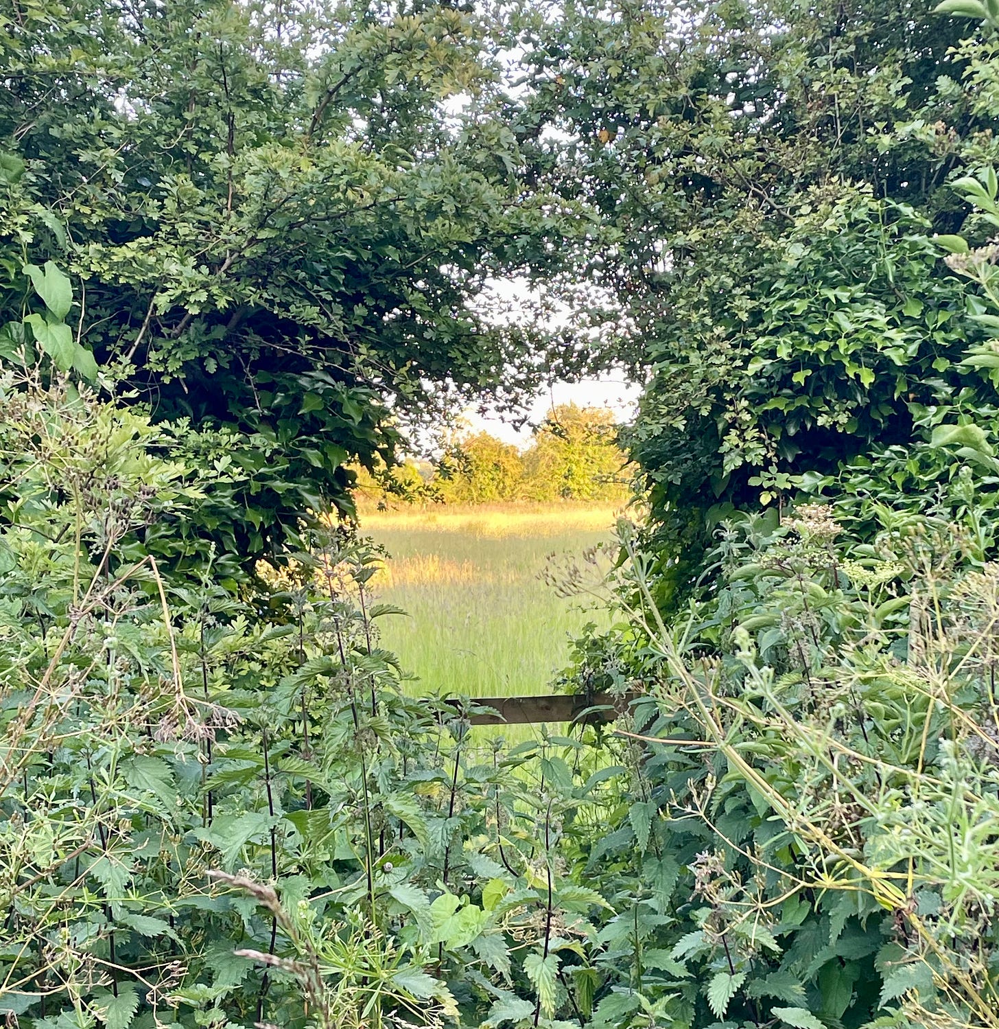 A gap in a hedge with sunlight on grass in the distance