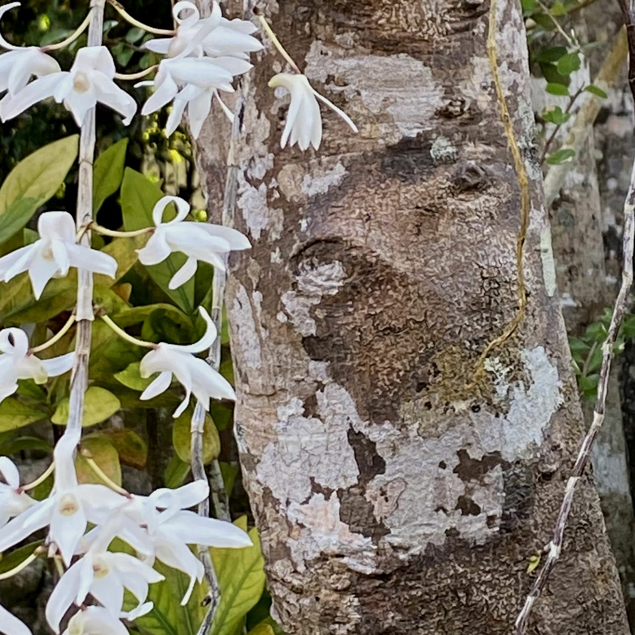 Dennis Riches-Substack