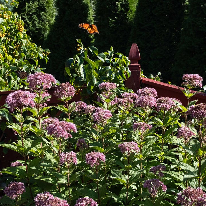 Diptych. Both images contain large pink flowers with large green leaves and an orange and black butterfly with wings spread, the left while eating, the right in flight.