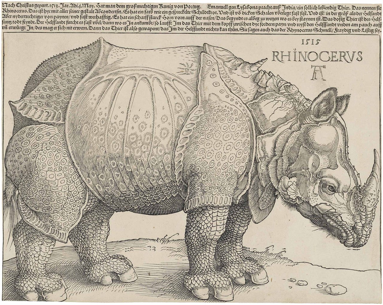 Durer Rhinoceros 1515 woodcut Durer Rhinoceros 1515 woodcut