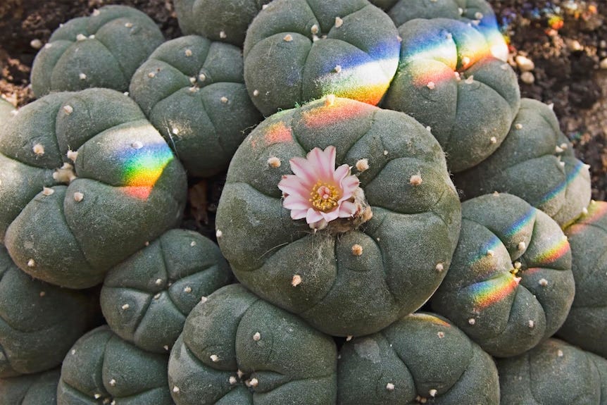 The secret world of Sydney's psychoactive cacti growers who tend suburban  gardens of peyote and ayahuasca - ABC News