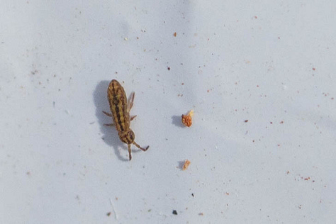 1. Sminthurus mencenbergae, a white globular springtail with brown lines. 2) Unknown elongate springtail with ornate yellow-ish tan and espresso brown back pattern. 3) Ptenothrix renateae, a dark brown globular springtail with a stunningly beautiful and ornate back pattern of intricate pale tan lines, and legs striped dark brown and light tan. 4. A cool spider, mostly white, with an interesting pattern on the abdomen of mostly dark brown. 5. A gray-ish elongate springtail on a turquoise ruffly lichen. 6. Tentatively IDed as Homidia sauteri, a pale, elongate springtail with dark brown lines and a coating of long fuzz on its body.