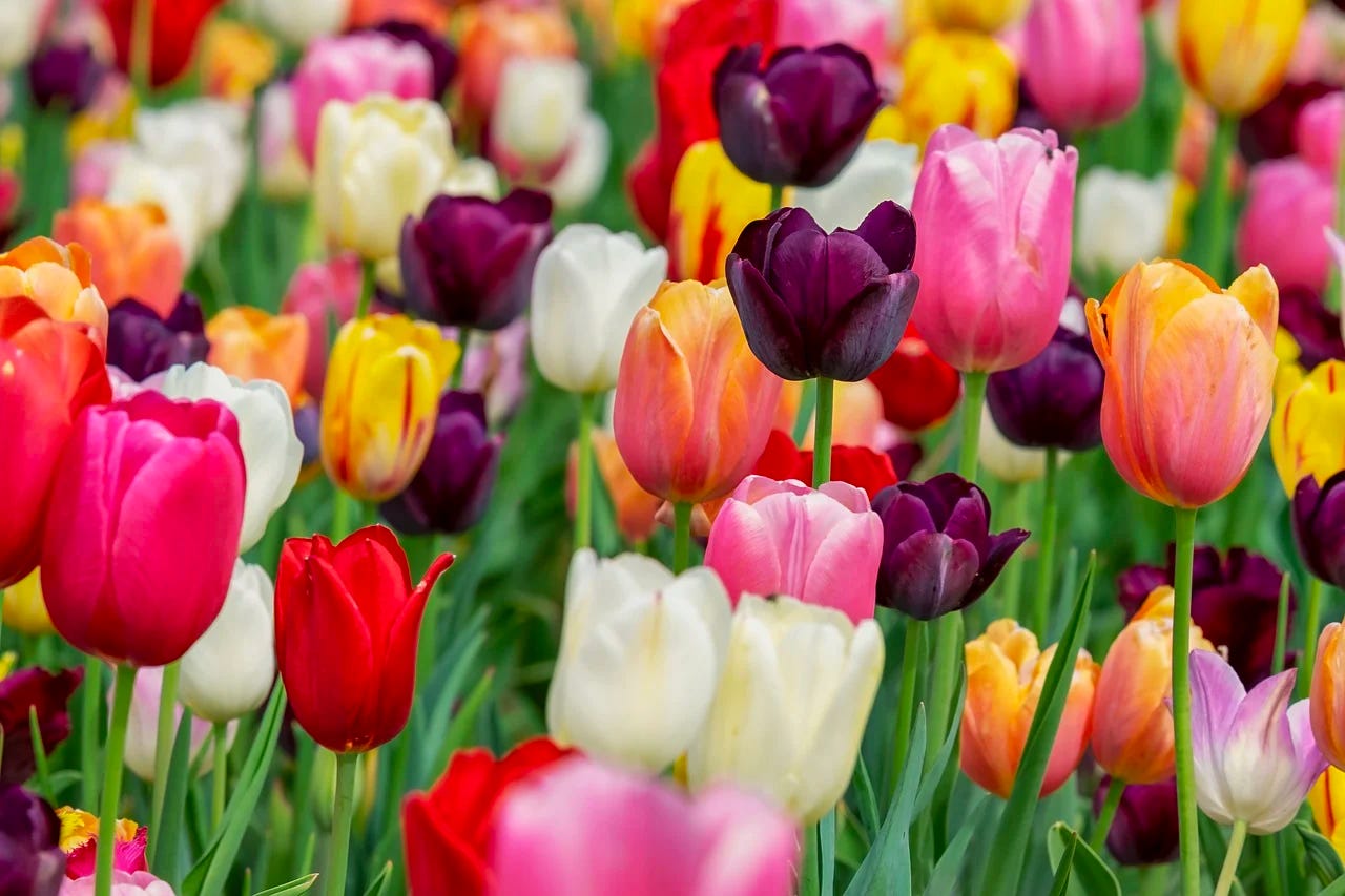 multicolored tulips