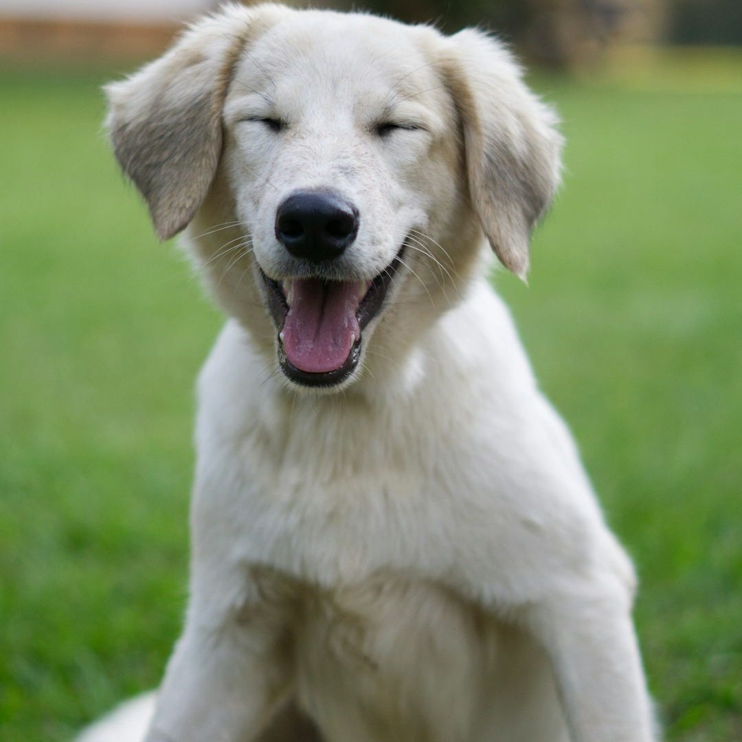 a white dog sitting on top of a lush green field