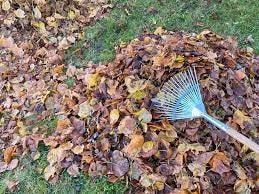 Should you rake leaves this fall? Leaving them might help your lawn