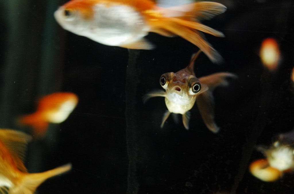 A fish in a home aquarium faces the camera, its eyes bulged out and mouth agape