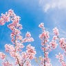 Under the Pink Tree
