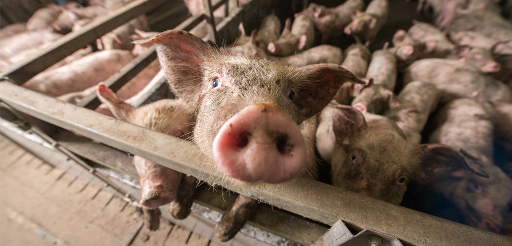 Five Times 2019 Proved We Need a Factory Farm Detox | ASPCA