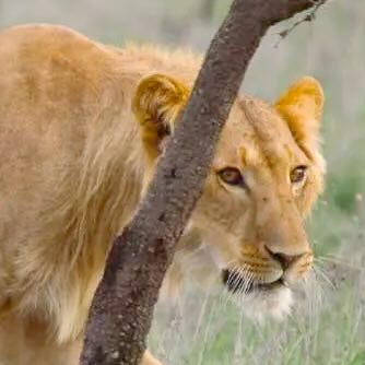 Thumbnail of lions Thumbnail of lions