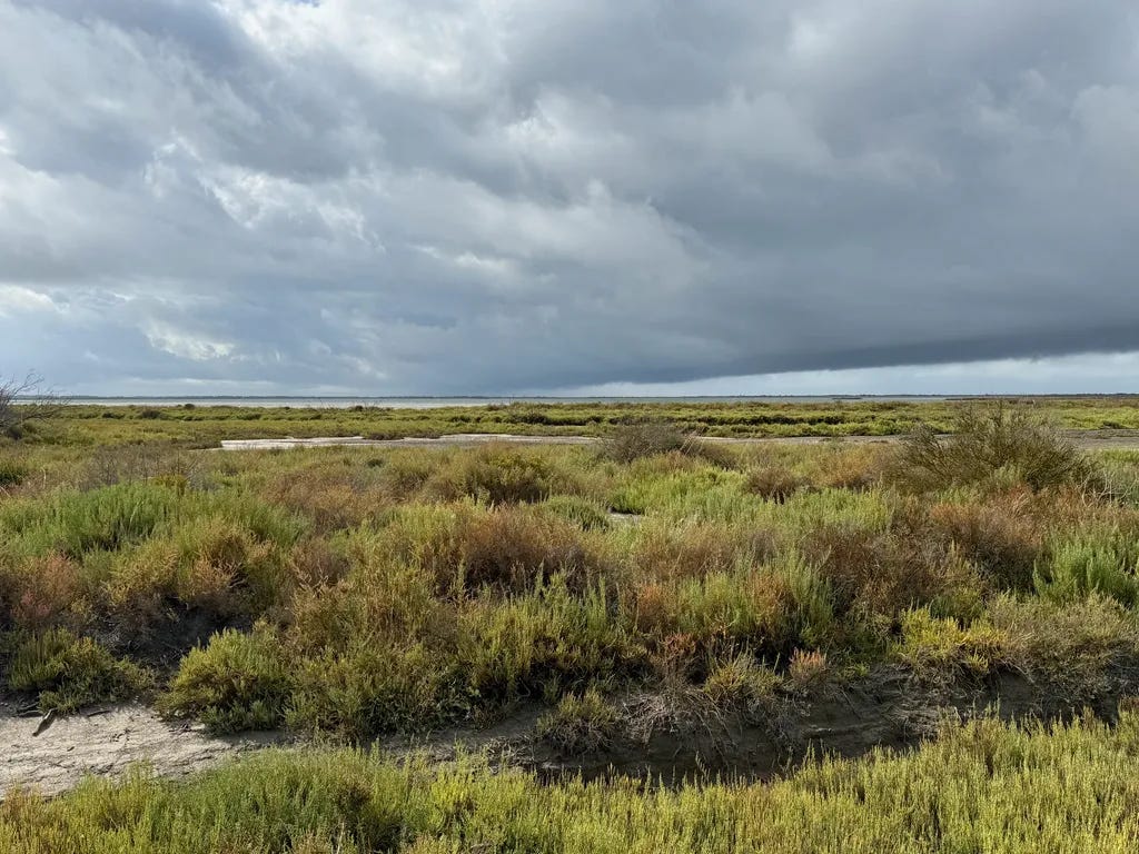 Camargue