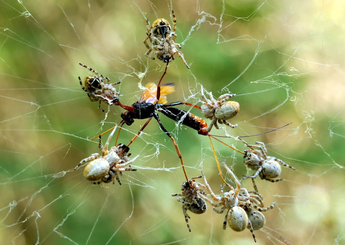 Social 'velvet' spiders collaborate in killing an Ichneumon wasp