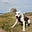 Aussie Dog in Scotland's avatar