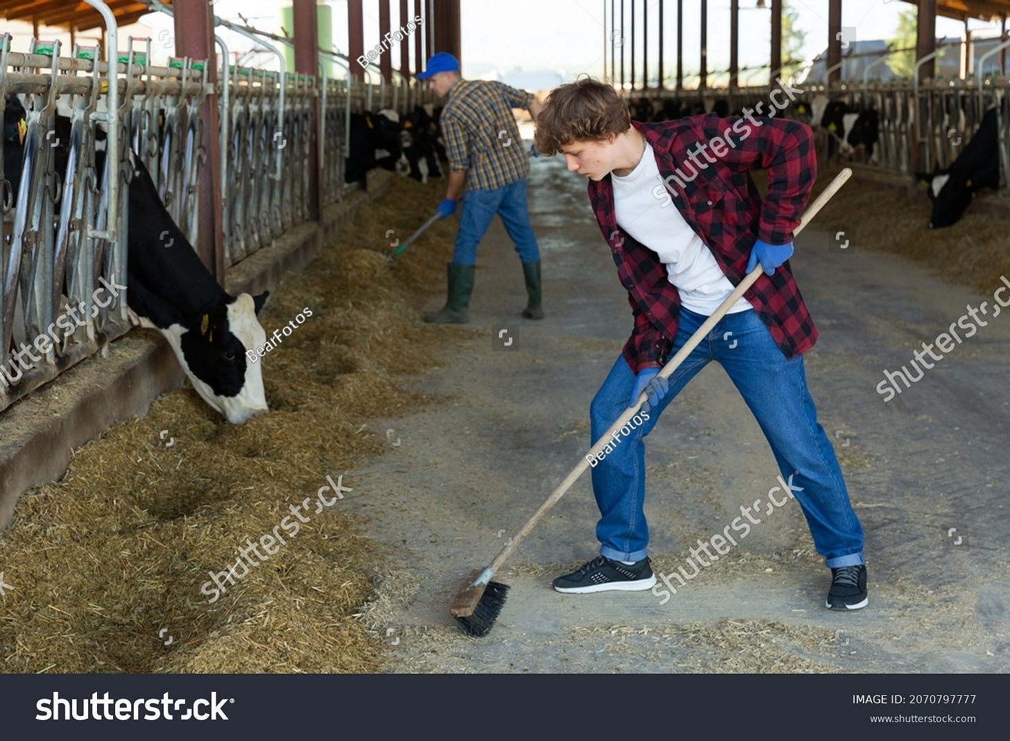 Focused teenager working on livestock farm, arranging hay and feeding cows in outdoor cowshed..