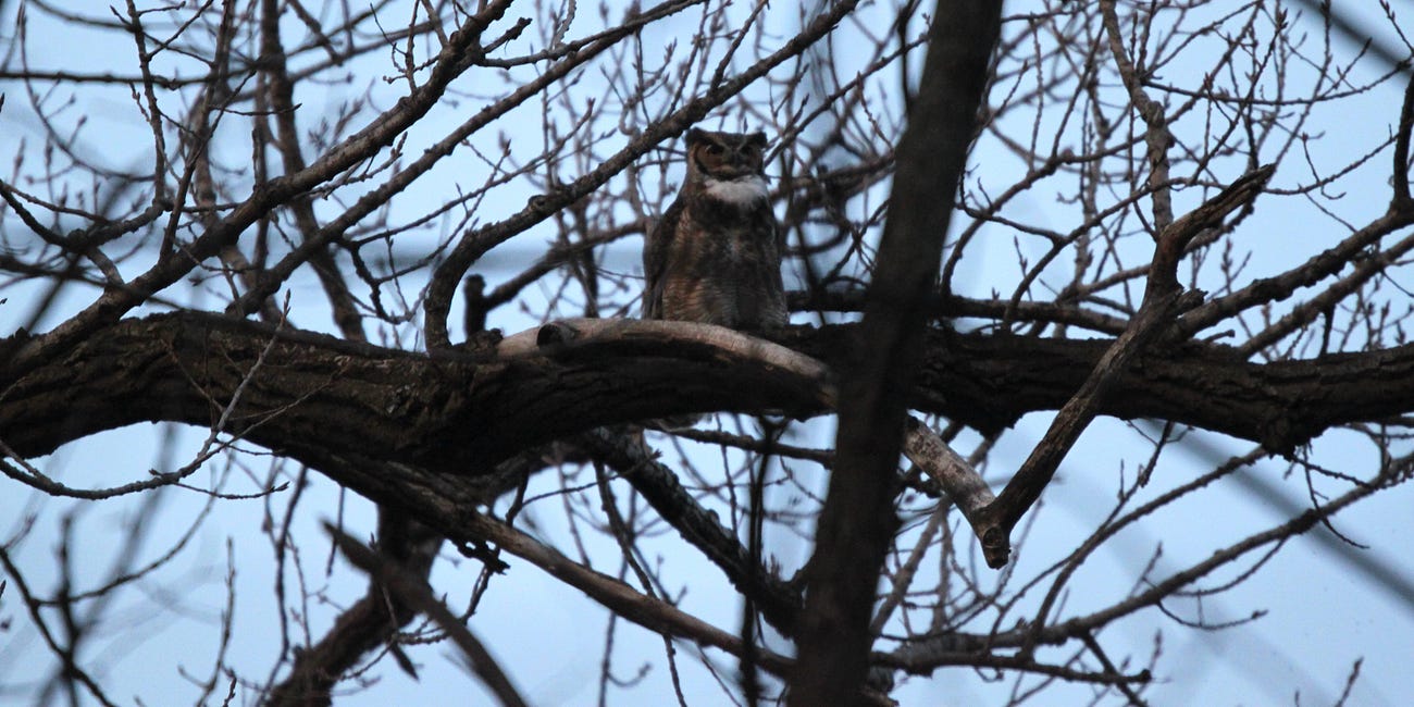 It's wise to be thoughtful around owls