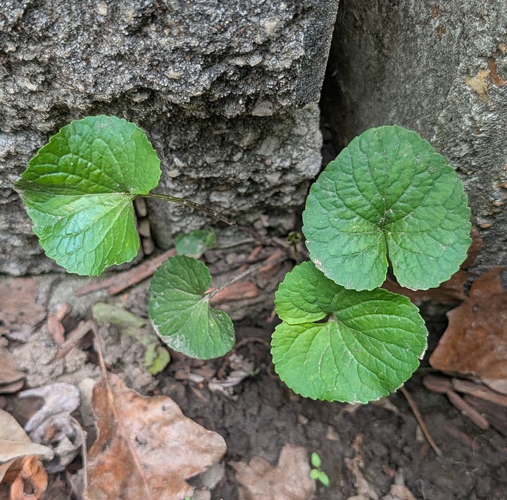 A series of four close-up photographs showing various small, vibrant green plants and seedlings stubbornly sprouting and thriving out of narrow cracks, tight crevices, and gaps within the rough, gray concrete paving stones and heavy textured blocks of an outdoor deck.