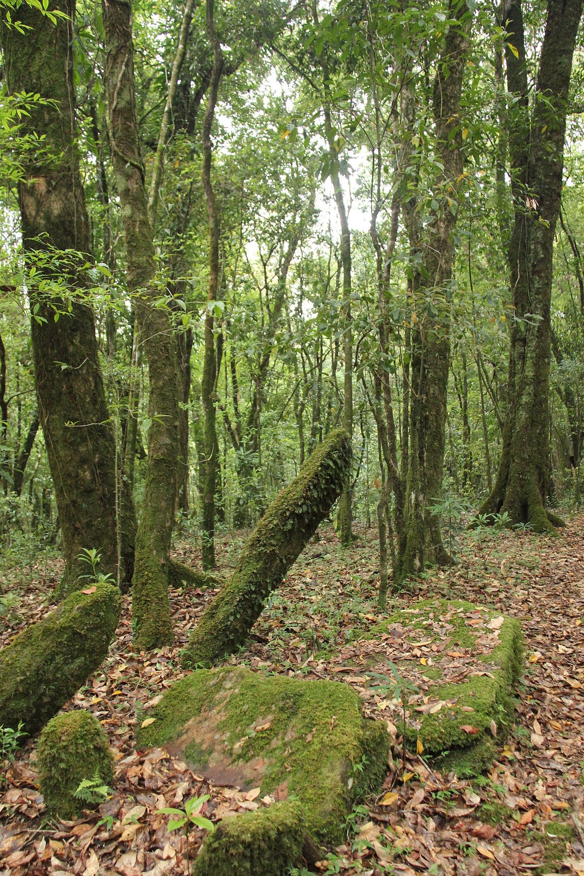 Sacred grove - Wikipedia