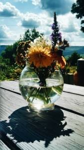 flowers in water flowers in water