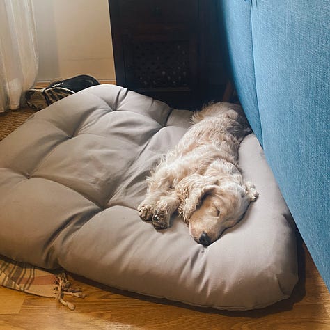 dog sleeping in funny ways