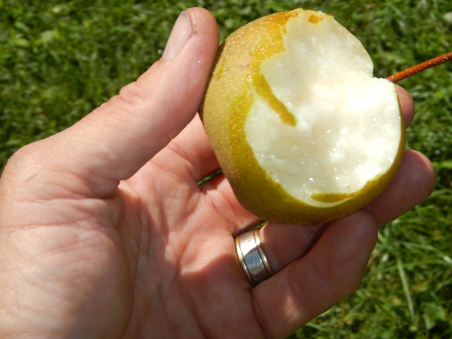 Asian Pear right off the tree; no herbicides, pesticides, fertilizers. Sweet and juicy.