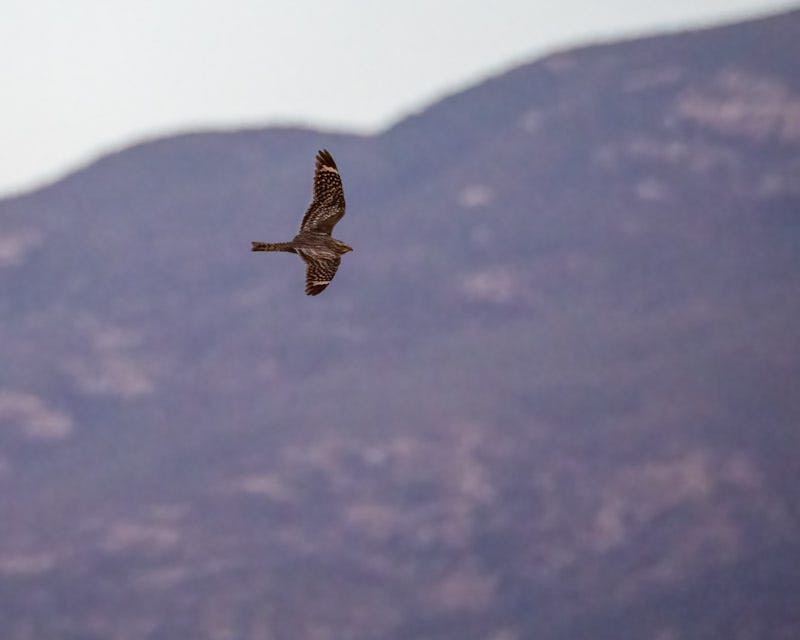 20250524-AguaCaliente-88-Edit.jpg 20250524-AguaCaliente-88-Edit.jpg