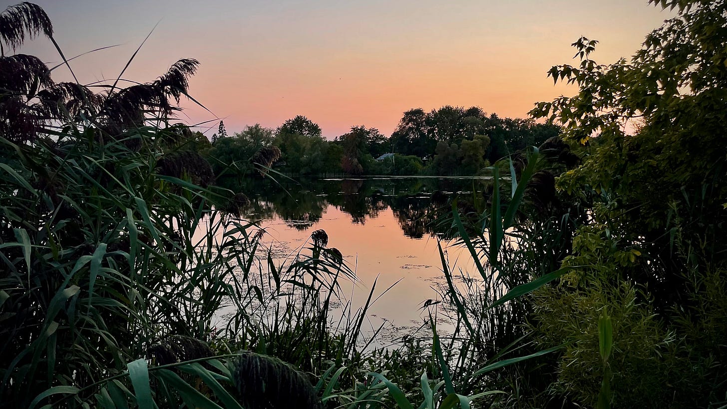 A view of a lake at sunset, with a pinkish purple sky, trees reflected in the distance, and many plants in the foreground.