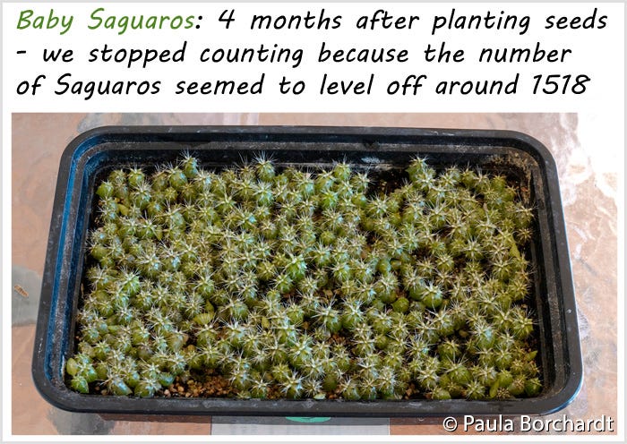 Baby Saguaros: 4 months after planting seeds - we stopped counting because the number of Saguaros seemed to level off around 1518