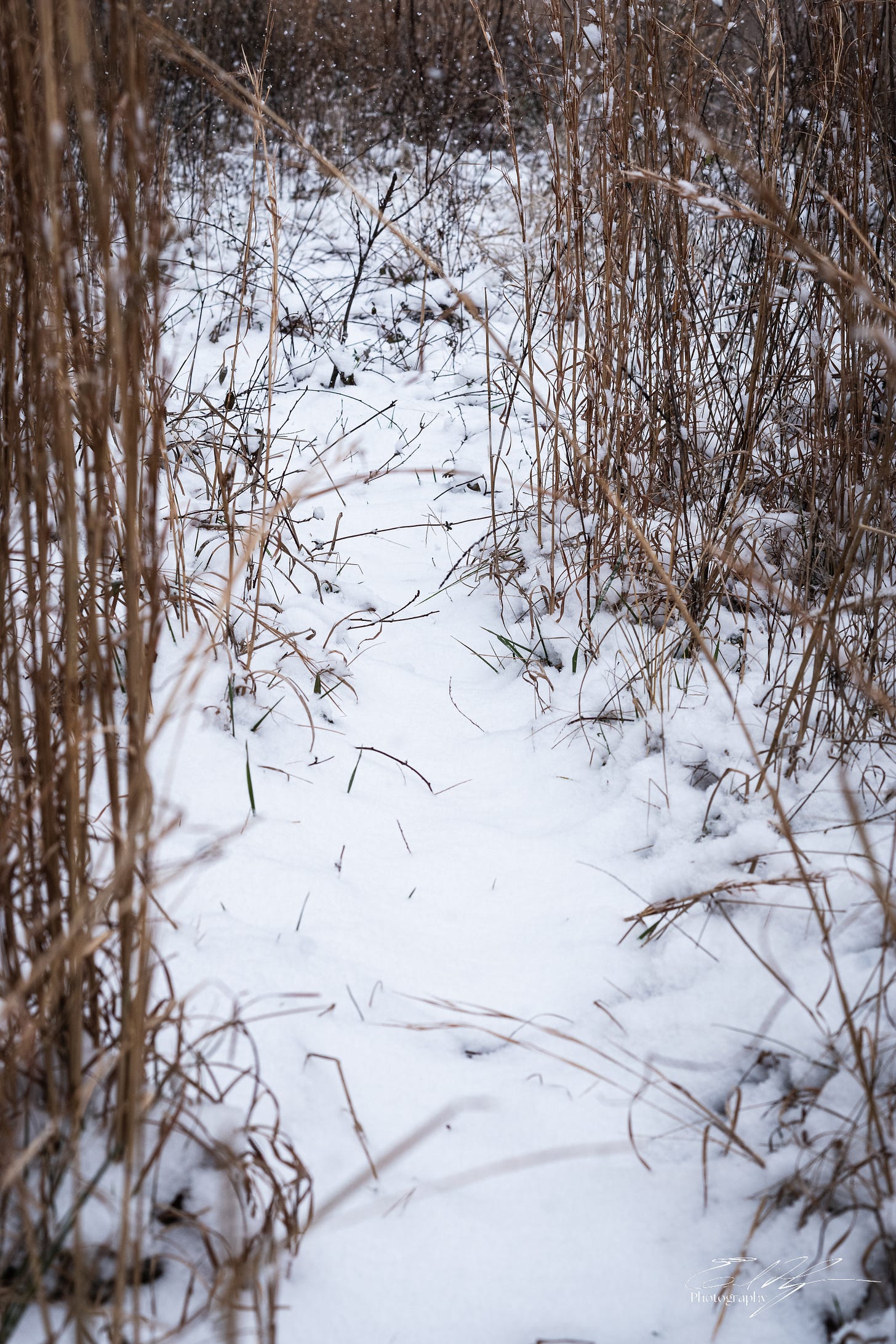 A snow covered game trail through dried grasses in Athens, Ga