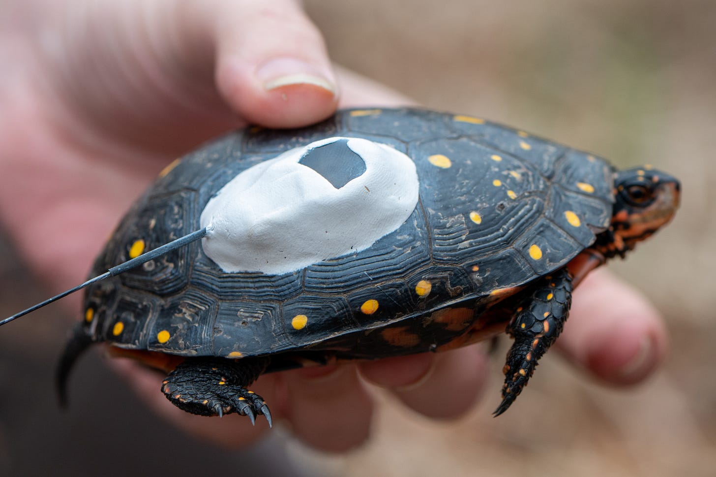 A hand is holding a small turtle that has a transmitter stuck to its shell. 