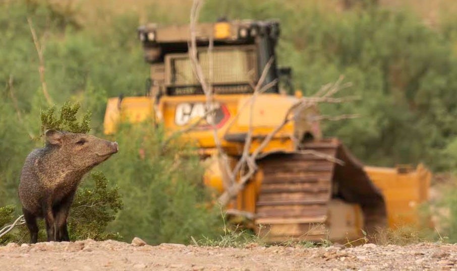 A javelina ventures out of the brush behind a bulldozer clearing a path through the Big Bend National Park near the Santa Elena Canyon. (photo by Natalie Newman) A javelina ventures out of the brush behind a bulldozer clearing a path through the Big Bend National Park near the Santa Elena Canyon. (photo by Natalie Newman)