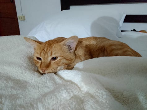 Orange cat shown in three scenes: on a tiled porch, resting on a wooden table indoors with other cats, and lying on a bed