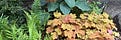 MidwesternRosarian@bsky