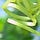 The Tendril