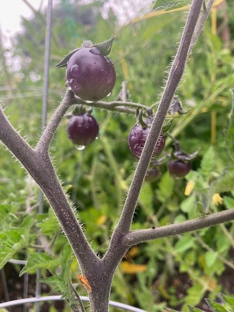 Black cherry tomatoes growing on the vine.